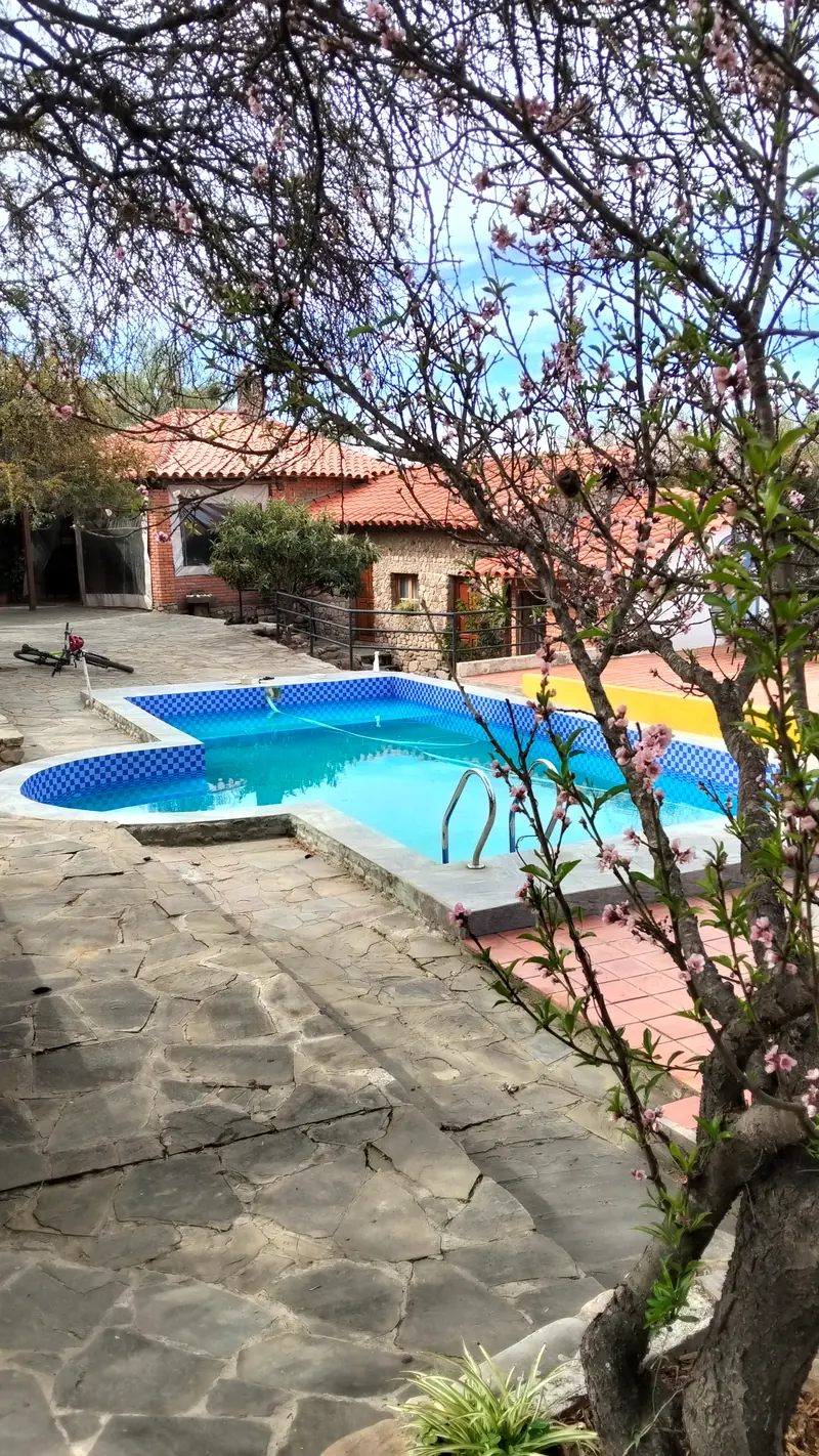La piscina vista entre las ramas de un árbol en flor