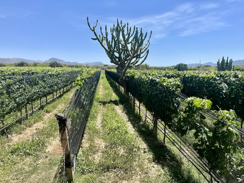 Hileras de viñedos con un cactus y los cerros de fondo en Tarija